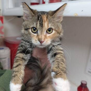 Peanut -  Domestic Short Hair Cat for Adoption in Belfair, Washington - Peanut | PetCurious