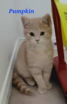 Rescue Domestic Short Hair Cats for Adoption in Kitchener, Ontario - Pumpkin | PetCurious