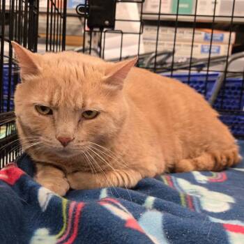 Big Bob -  Domestic Short Hair and Tabby Cat for Adoption in Cincinnati, Ohio - Big Bob | PetCurious