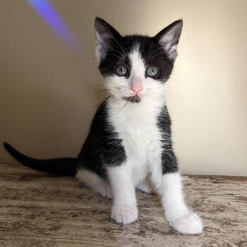 Miriam -  Domestic Short Hair Cat for Adoption in East Amherst, New York - Miriam | PetCurious
