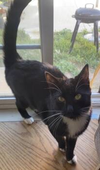 Domestic Short Hair Cats Available for Adoption - Tula | PetCurious