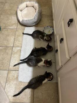 Enchilada. -  Domestic Short Hair Cat for Adoption in Plano, Texas - Enchilada. | PetCurious