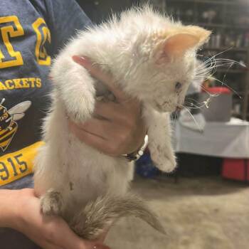 Vandy -  Domestic Long Hair and Siamese Cat for Adoption in Rochester, Minnesota - Vandy | PetCurious