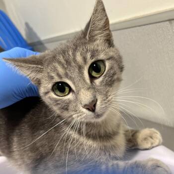 Nikki -  Domestic Short Hair Cat for Adoption in Tampa, Florida - Nikki | PetCurious