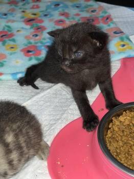 Martin -  Domestic Short Hair Cat Available for Adoption in Virginia Beach, Virginia - Martin | PetCurious