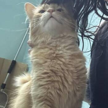 Garrison -  Domestic Medium Hair and Domestic Long Hair Cat for Adoption in Newark, New Jersey - Garrison | PetCurious