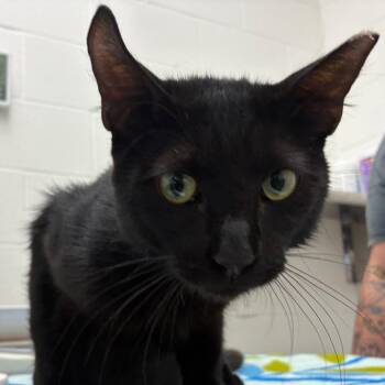 Choosy -  Domestic Short Hair Cat for Adoption in Corpus Christi, Texas - Choosy | PetCurious