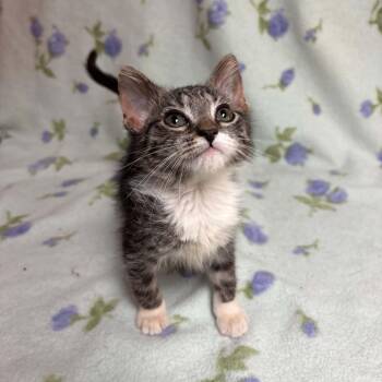 Vega -  Domestic Short Hair Cat for Adoption in Waterloo, Iowa - Vega | PetCurious