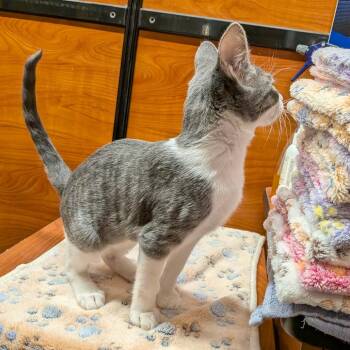 Dipper -  Domestic Short Hair Cat for Adoption in Chico, California - Dipper | PetCurious