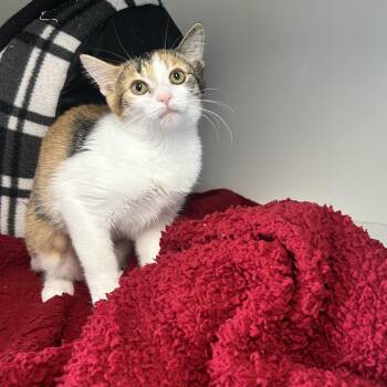 Fee -  Domestic Short Hair Cat for Adoption in Uniontown, Pennsylvania - Fee | PetCurious