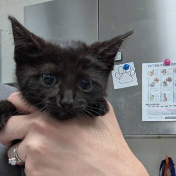 Andie -  Domestic Short Hair Cat for Adoption in Indianapolis, Indiana - Andie | PetCurious