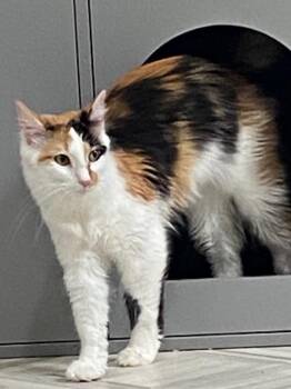 Juno -  Domestic Medium Hair Cat for Adoption in Murphysboro, Illinois - Juno | PetCurious