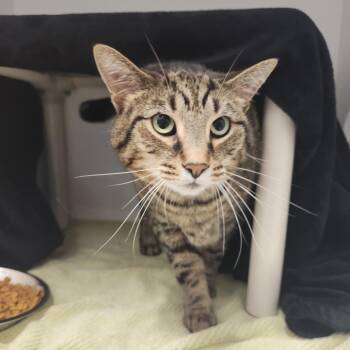 Gary -  Domestic Medium Hair Cat for Adoption in Fort Wayne, Indiana - Gary | PetCurious