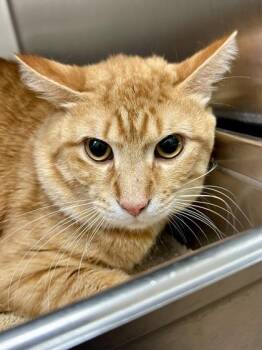 Bibble -  Domestic Short Hair Cat for Adoption in Wichita, Kansas - Bibble | PetCurious