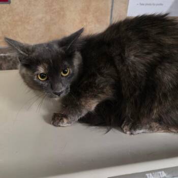 Domestic Medium Hair Cats Available for Adoption in Eureka Springs, Arkansas - Tomato | PetCurious