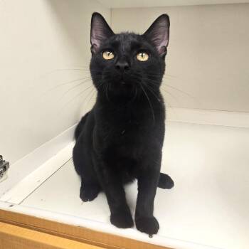 Chancho -  Domestic Short Hair Cat for Adoption in Champaign, Illinois - Chancho | PetCurious