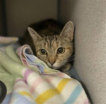 Rescue Domestic Short Hair Cats for Adoption in Aliquippa, Pennsylvania - SNICKERS | PetCurious