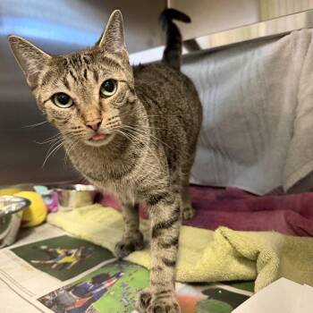Babe -  Domestic Short Hair Cat for Adoption in Pittsburgh, Pennsylvania - Babe | PetCurious