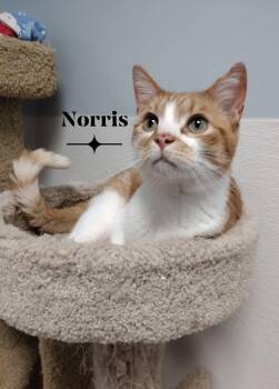Norris -  Domestic Short Hair Cat for Adoption in Monroe, Ohio - Norris | PetCurious