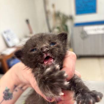 Norman 31C26 -  Domestic Short Hair Cat for Adoption in Napoleon, Ohio - Norman 31C26 | PetCurious
