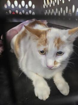 A139365 -  Domestic Short Hair Cat for Adoption in Palmetto, Florida - A139365 | PetCurious