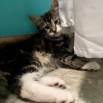 Xander -  Domestic Medium Hair Cat for Adoption in High View, West Virginia - Xander | PetCurious