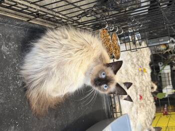 Simmie -  Siamese Cat for Adoption in Charlotte, North Carolina - Simmie | PetCurious