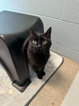 Patch -  Domestic Short Hair Cat for Adoption in Boone, Iowa - Patch | PetCurious