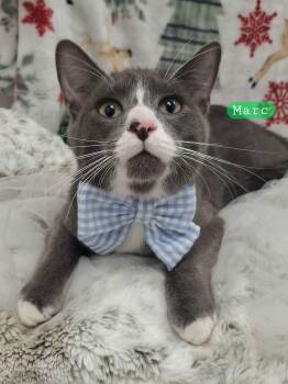 Russian Blue and Domestic Short Hair Cats Available for Adoption - :::Marc::: | PetCurious