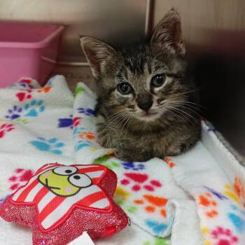 George Burns -  Domestic Short Hair Cat for Adoption in Galveston, Texas - George Burns | PetCurious