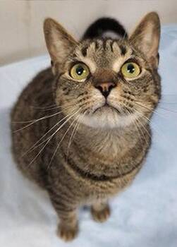 Domestic Short Hair Cats Available for Adoption in Simcoe, Ontario - Otto | PetCurious