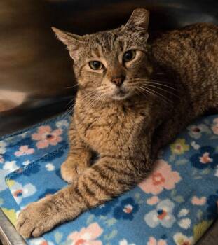 Domestic Short Hair Cats Available for Adoption in Ocala, Florida - Pawdessa | PetCurious
