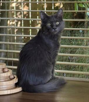 Cotton Candy -  Domestic Long Hair Cat for Adoption in Eugene, Oregon - Cotton Candy | PetCurious