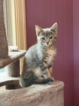 Periwinkle Dilute Torti P. -  Domestic Short Hair Cat for Adoption in West Peoria, Illinois - Periwinkle Dilute Torti P. | PetCurious