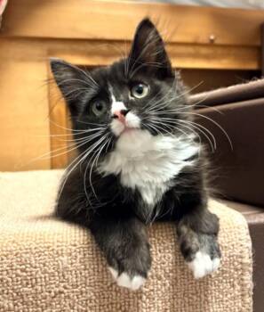 STARLING -  Domestic Long Hair Cat for Adoption in Hagerstown, Maryland - STARLING | PetCurious