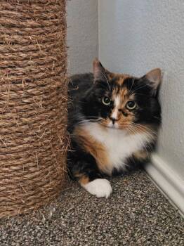 Ovaltine -  Domestic Long Hair and Calico Cat for Adoption in Dallas, Texas - Ovaltine | PetCurious