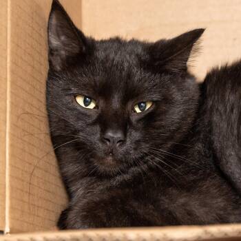 Valentino -  Domestic Short Hair Cat for Adoption in Victor, New York - Valentino | PetCurious