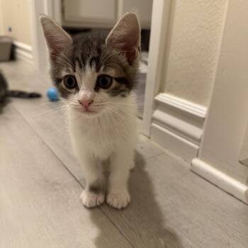 Ron -  Tabby Cat for Adoption in San Juan Capistrano, California - Ron | PetCurious