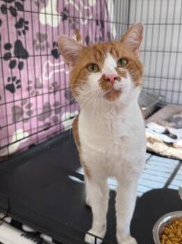 Dufus -  Domestic Short Hair Cat for Adoption in Glenfield, New York - Dufus | PetCurious