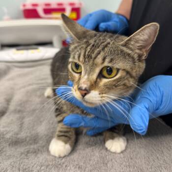 Domestic Short Hair Cats Available for Adoption in Buffalo, New York - Rosalind | PetCurious