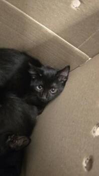 Lefty -  Domestic Short Hair Cat for Adoption in Wichita, Kansas - Lefty | PetCurious