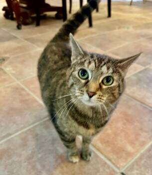 Oakley -  Domestic Short Hair Cat for Adoption in Cincinnati, Ohio - Oakley | PetCurious
