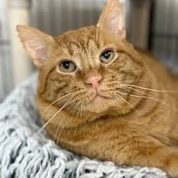 Rescue Domestic Short Hair Cats for Adoption in Alexandria, Virginia - Rusty Scuppers | PetCurious