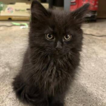 Domestic Long Hair Cats Available for Adoption in Portland, Oregon - Fluffkin Von Hubbins | PetCurious