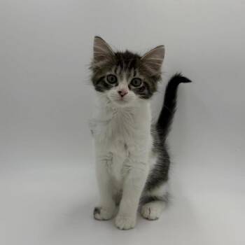 Meena -  Domestic Medium Hair Cat for Adoption in State College, Pennsylvania - Meena | PetCurious