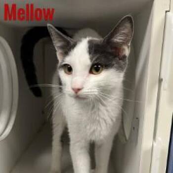 Mellow -  Domestic Short Hair Cat for Adoption in Pleasantville, New Jersey - Mellow | PetCurious