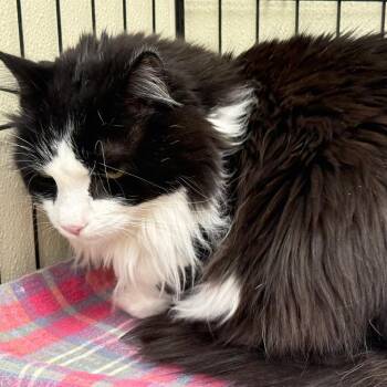 Fuzz Ball -  Maine Coon and Domestic Short Hair Cat for Adoption in Galax, Virginia - Fuzz Ball | PetCurious