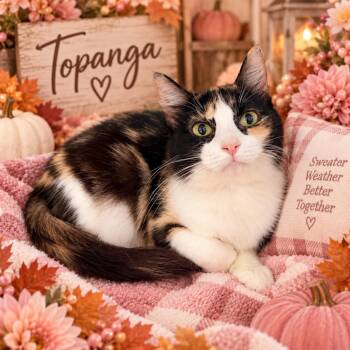 Topanga -  Calico Cat for Adoption in Tavares, Florida - Topanga | PetCurious