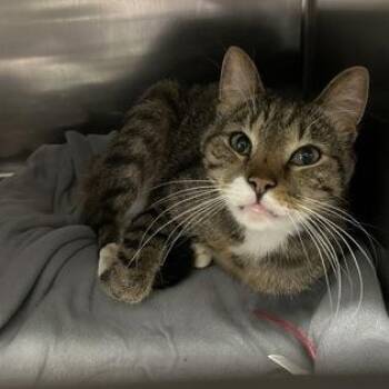 Caspurr -  Domestic Short Hair Cat for Adoption in Worcester, Massachusetts - Caspurr | PetCurious