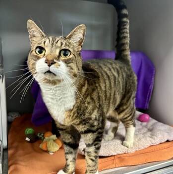 Domestic Short Hair Cats Available for Adoption in Kalamazoo, Michigan - MITTENS | PetCurious